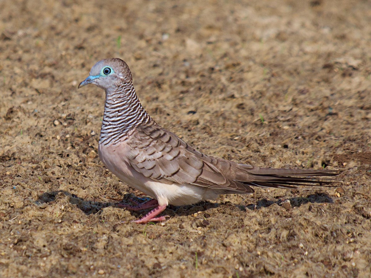 Peaceful Dove - Rob Worona