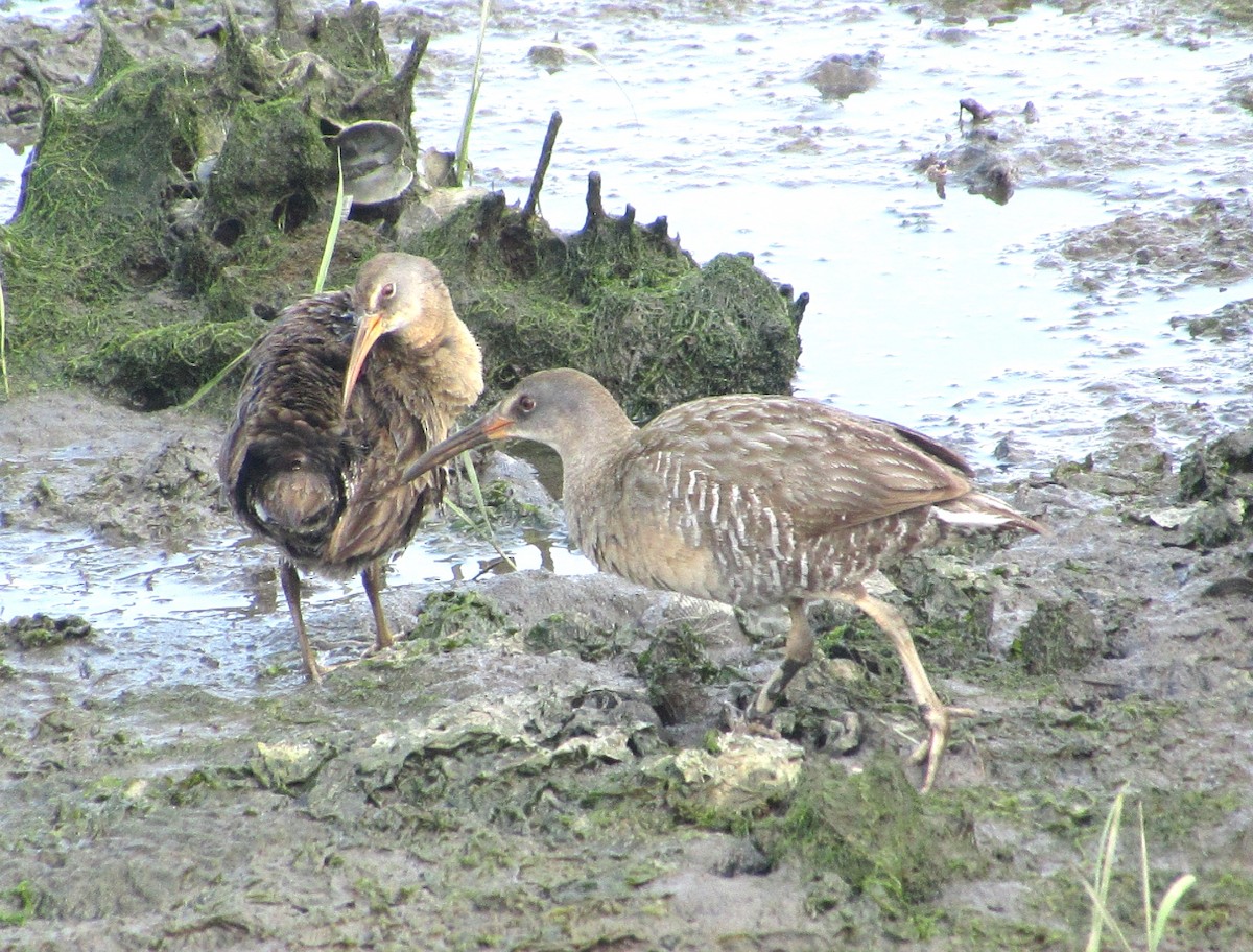 Clapper Rail - ML586060671