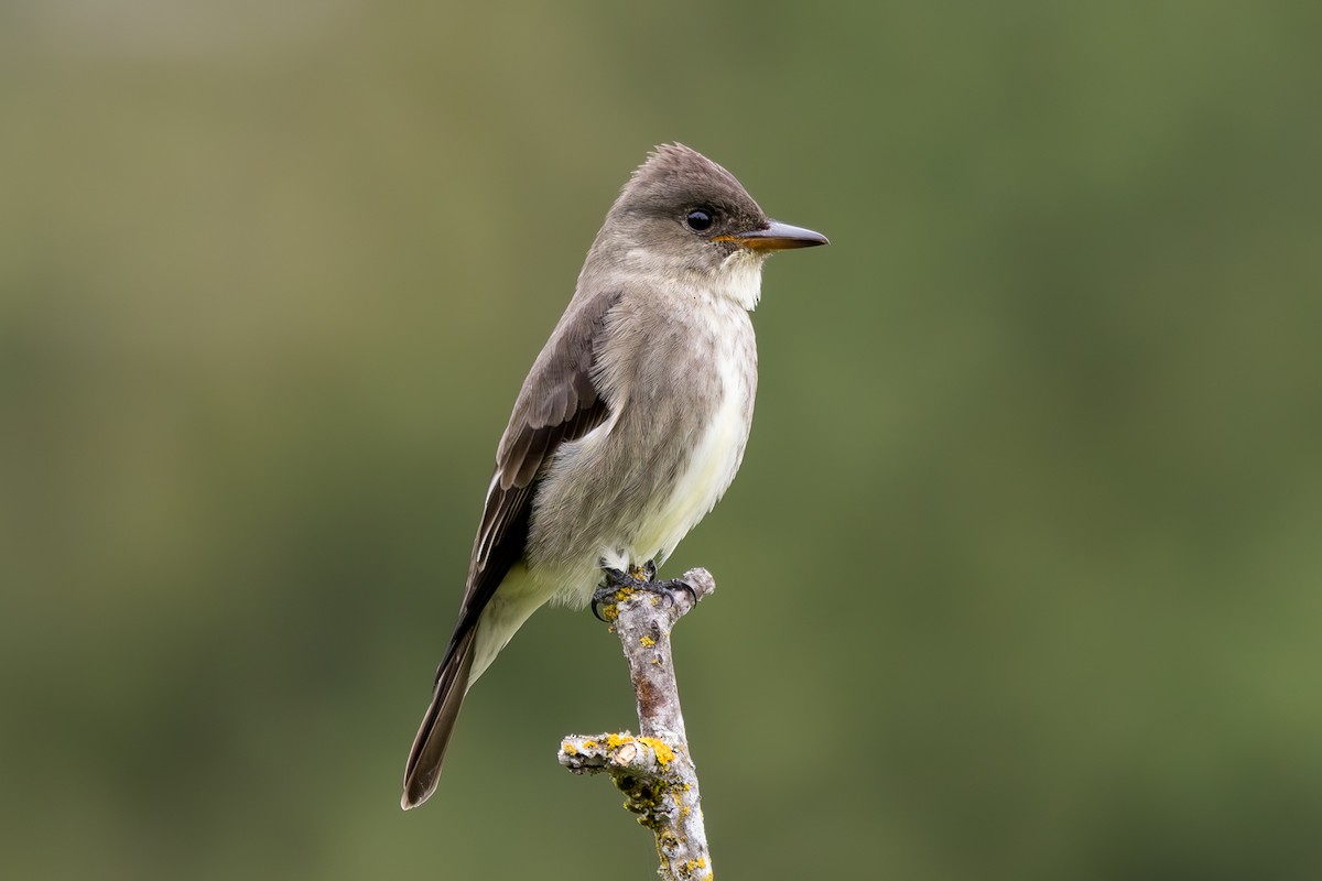 Olive-sided Flycatcher - ML586061091