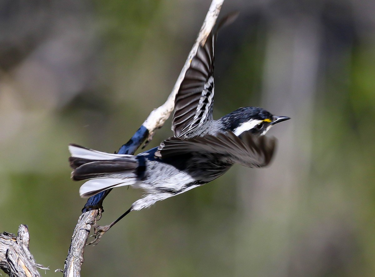 Black-throated Gray Warbler - Larry Schmahl