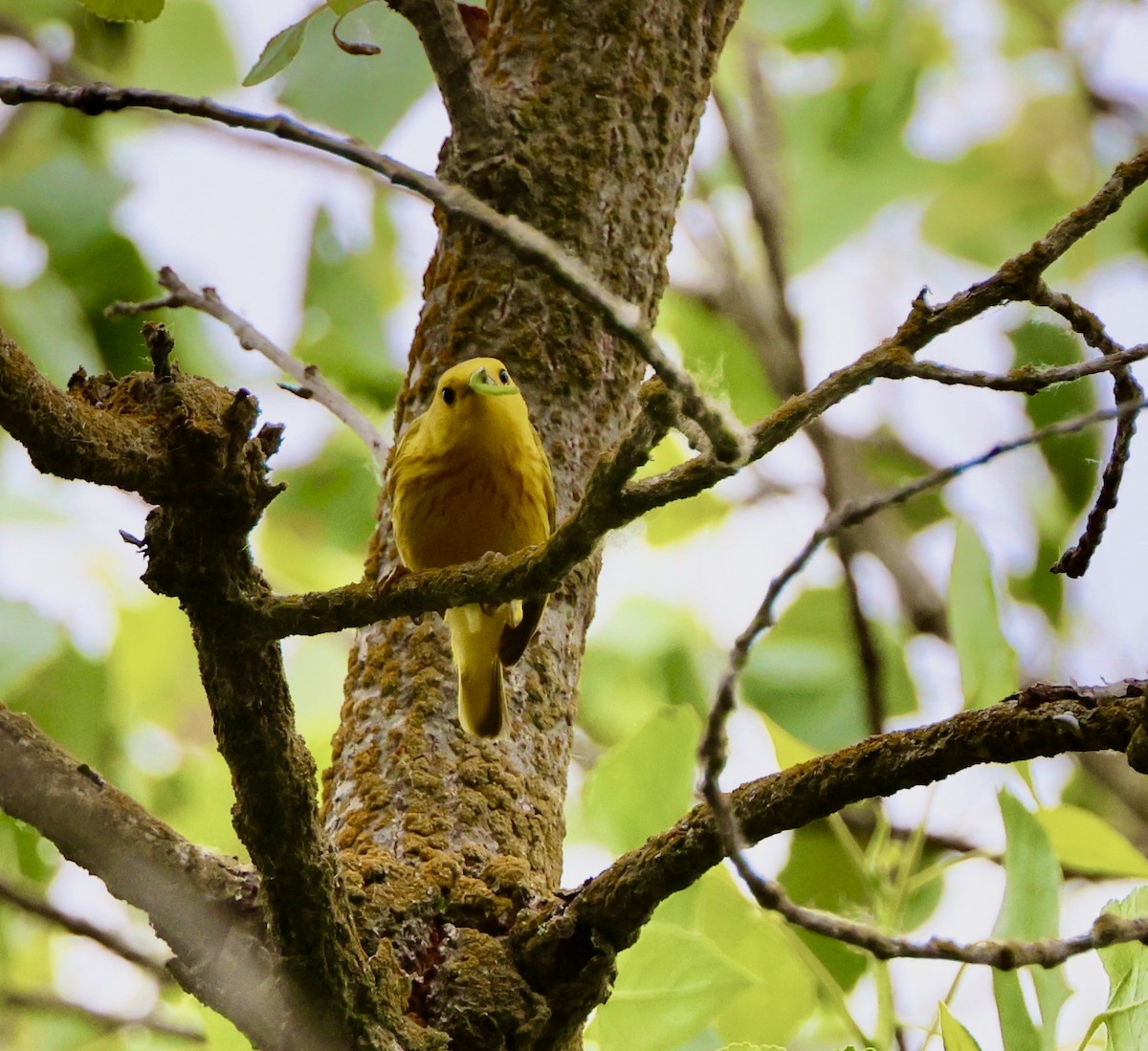 Paruline jaune - ML586062041