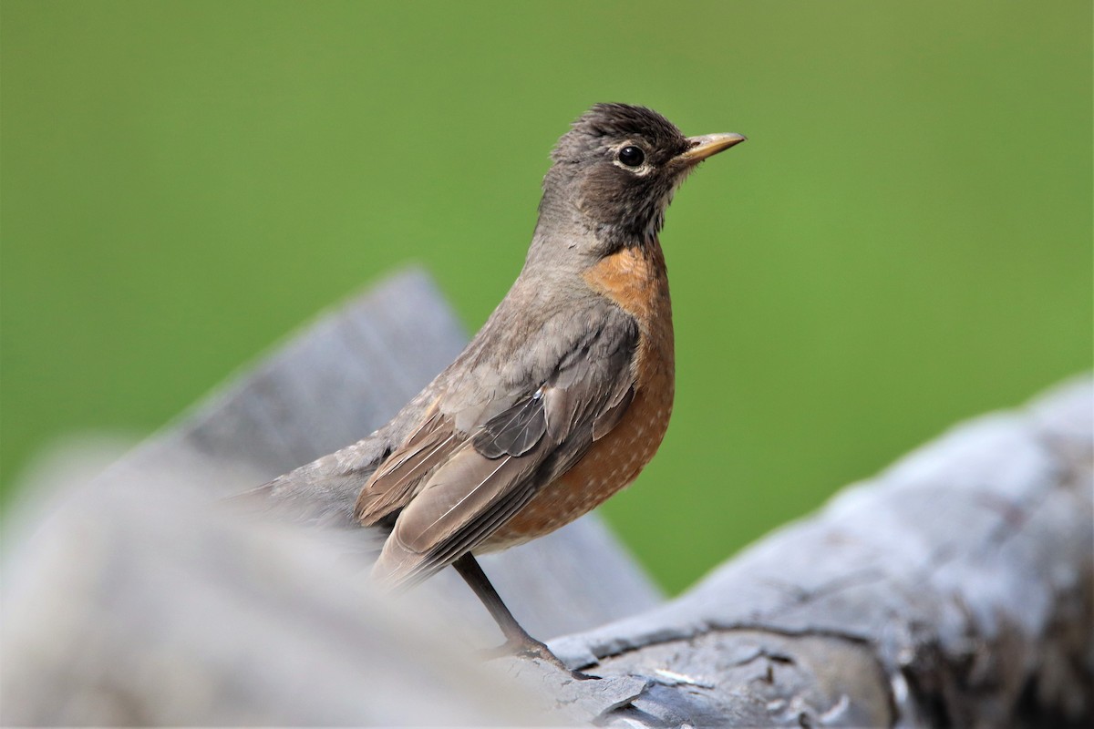 American Robin - ML586062231