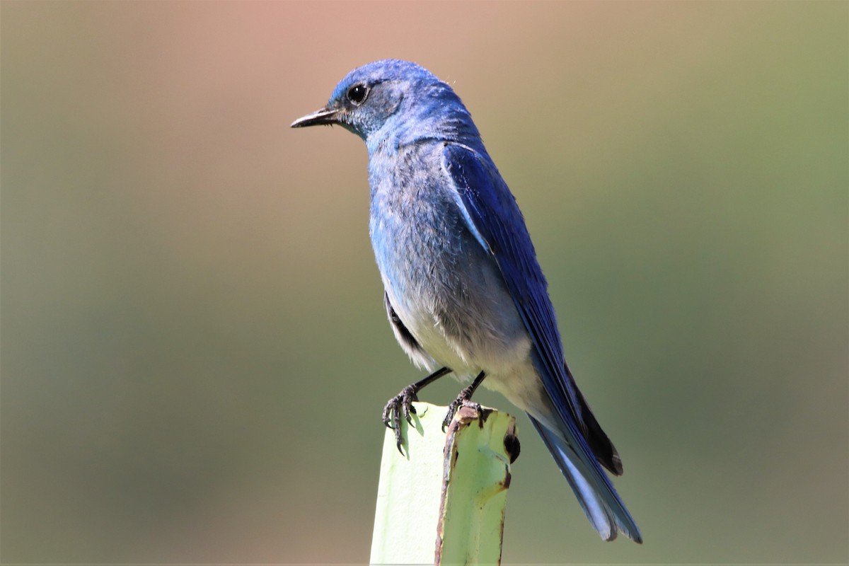 Mountain Bluebird - ML586062281