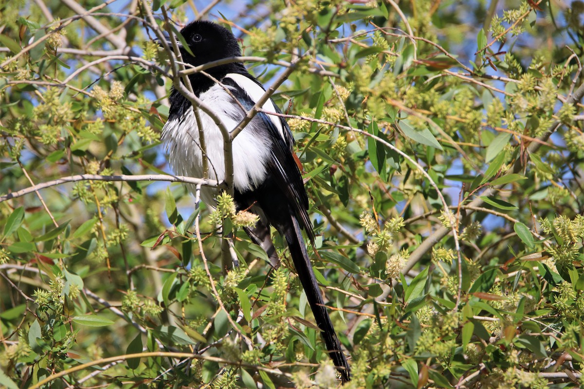 Black-billed Magpie - ML586062391