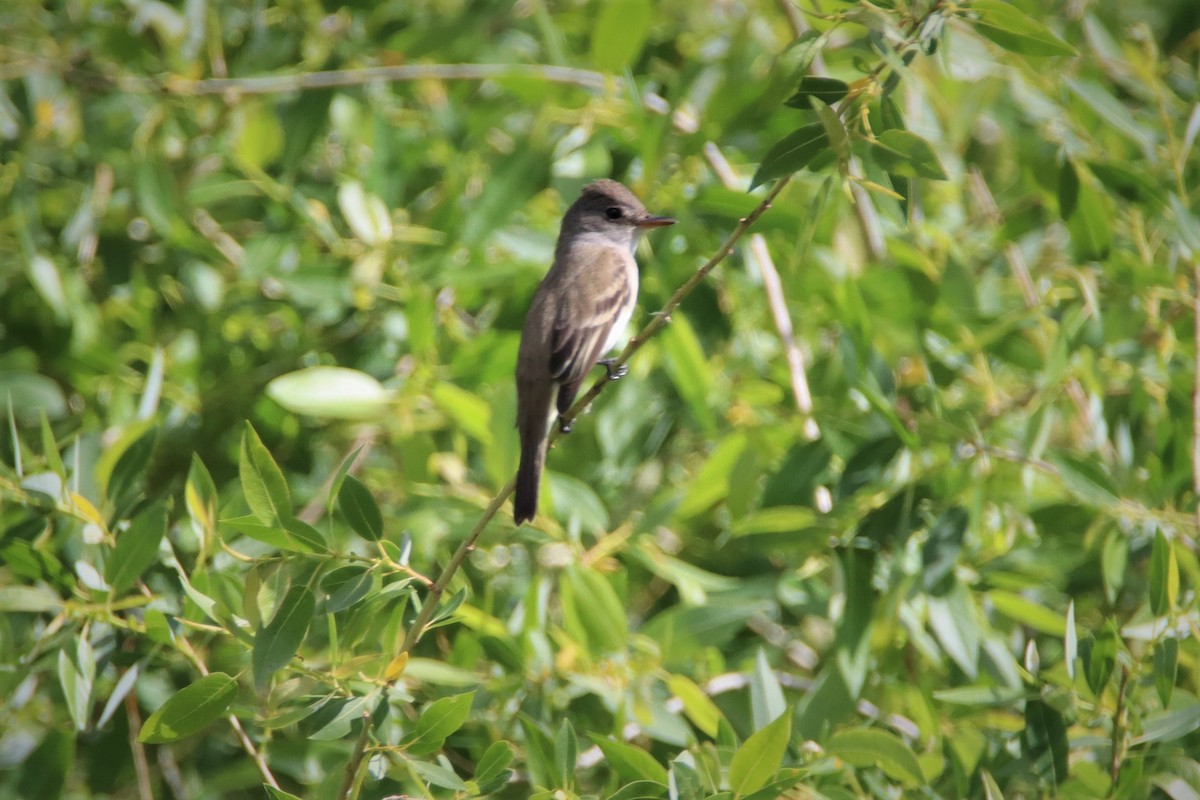 Western Wood-Pewee - ML586062551