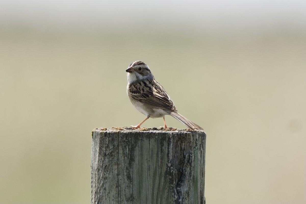 Clay-colored Sparrow - ML586062861