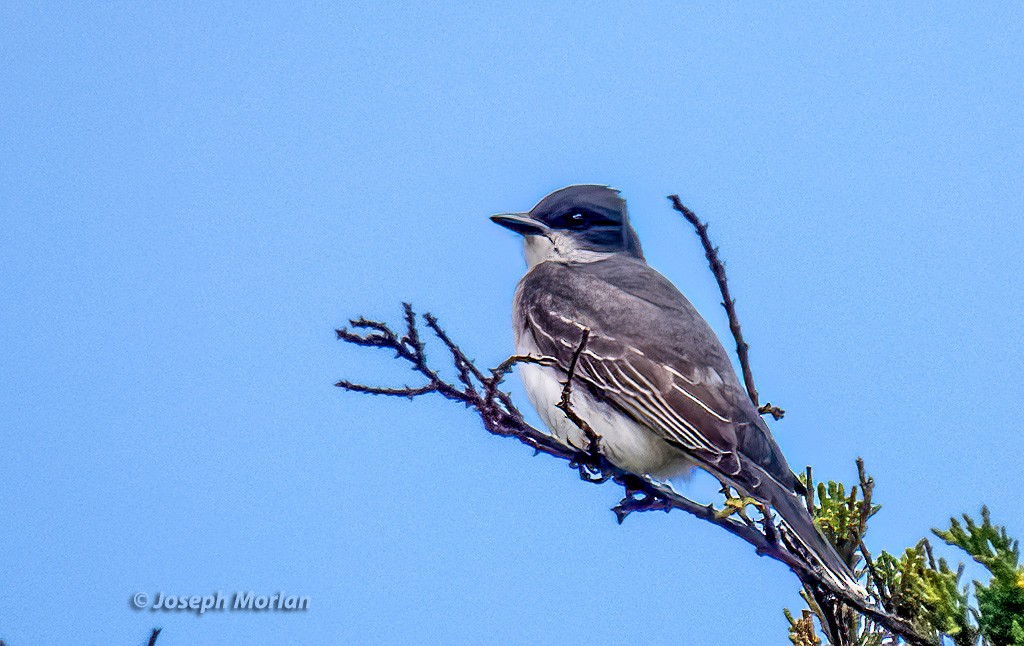 Eastern Kingbird - ML586063721