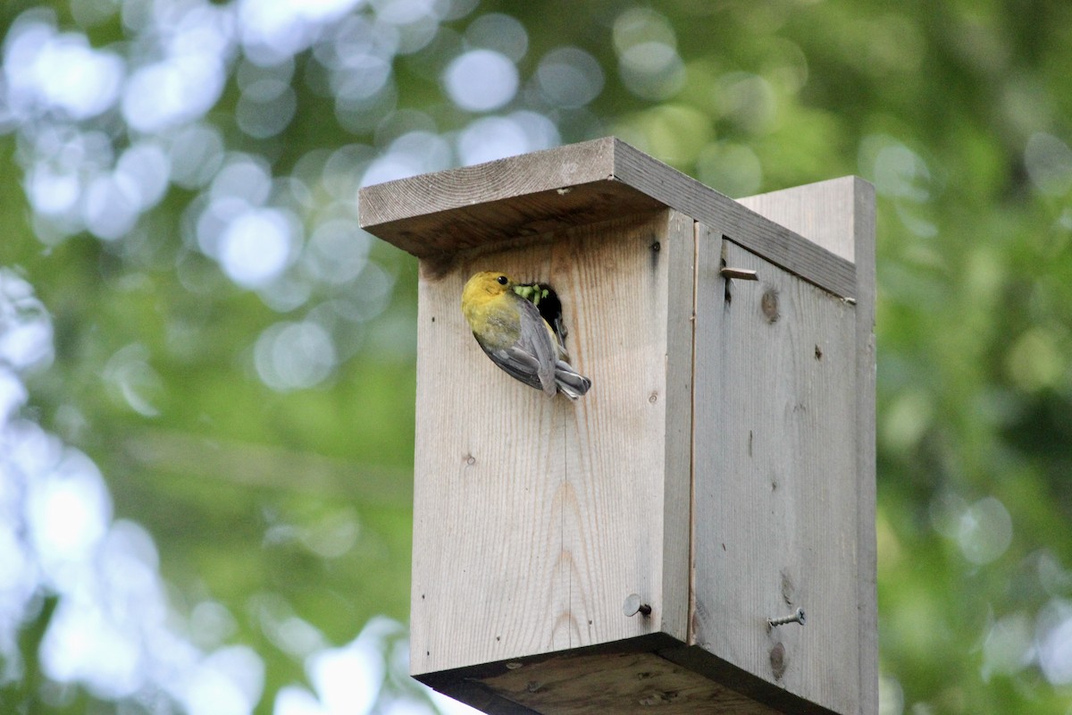 Prothonotary Warbler - ML586063821