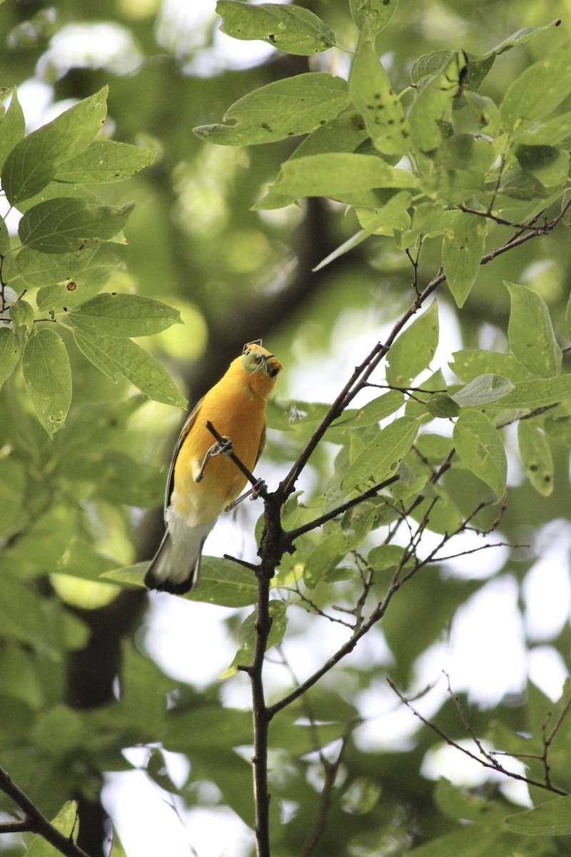 Prothonotary Warbler - ML586063831