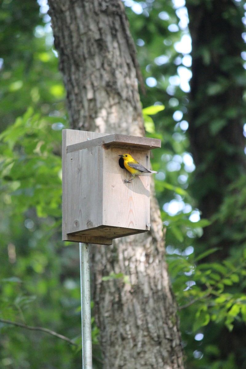 Prothonotary Warbler - ML586063851