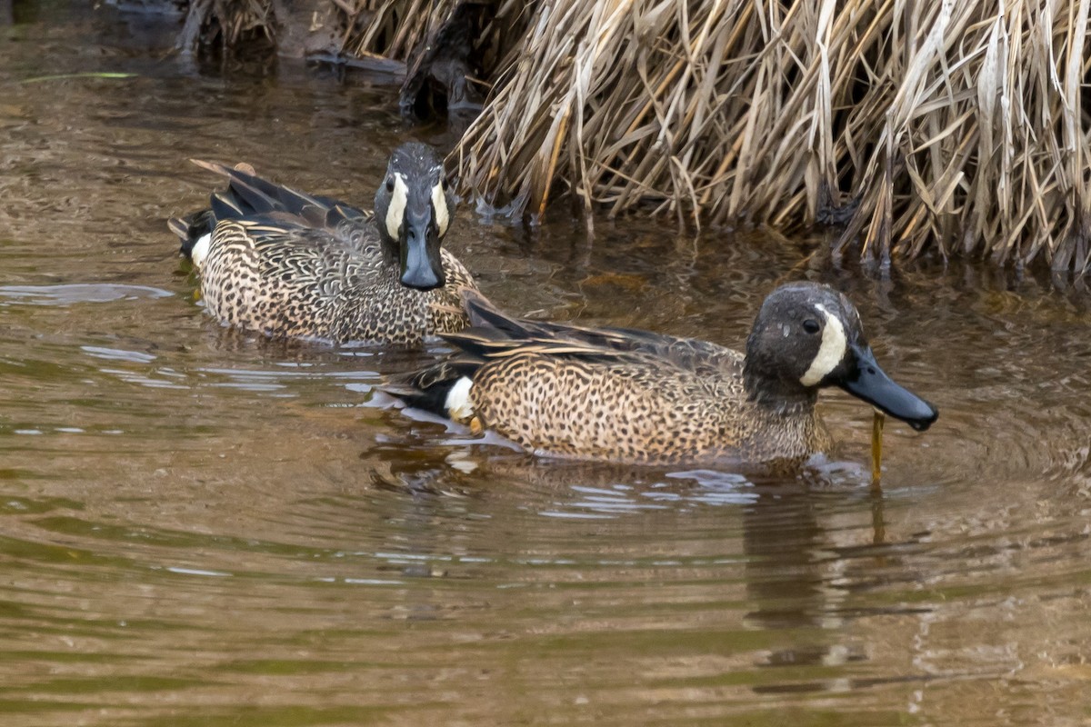 Blue-winged Teal - ML586064241