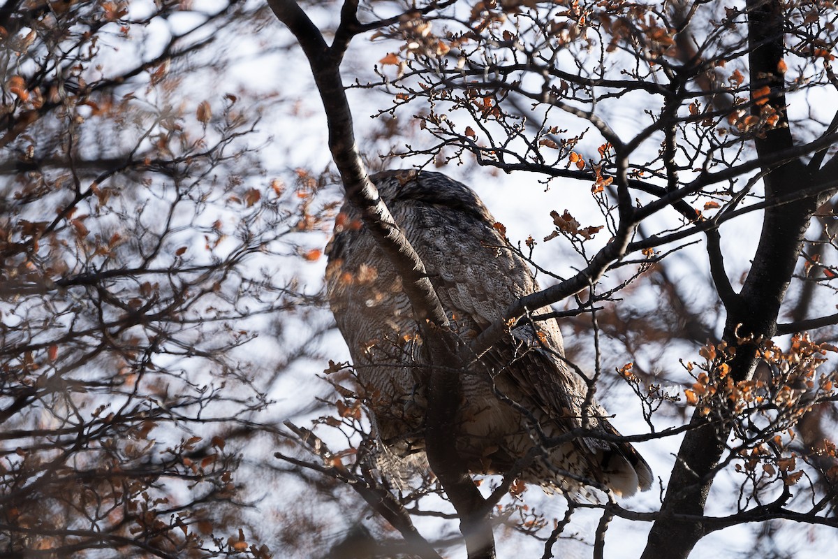 Lesser Horned Owl - ML586065681