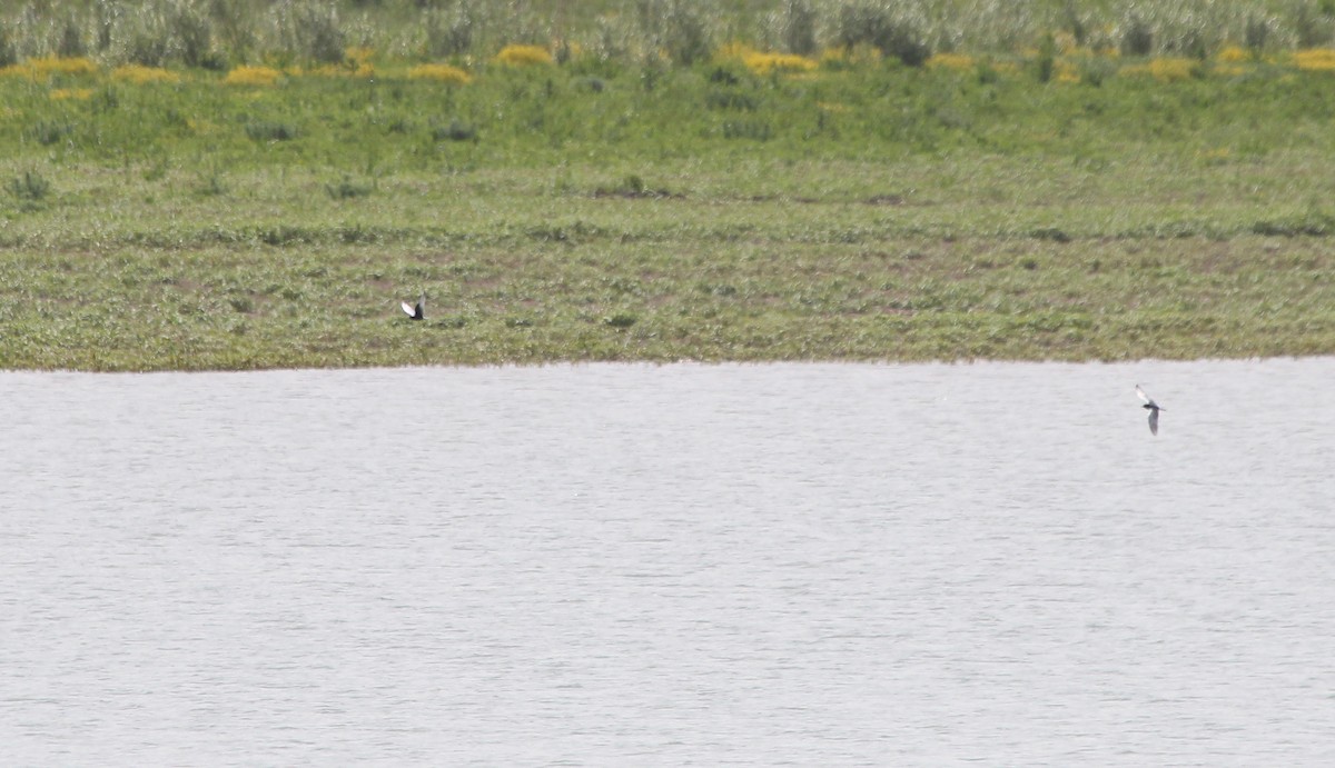 White-winged Tern - ML58606581