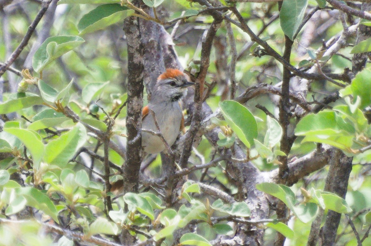 Pale-breasted Spinetail - ML586066031