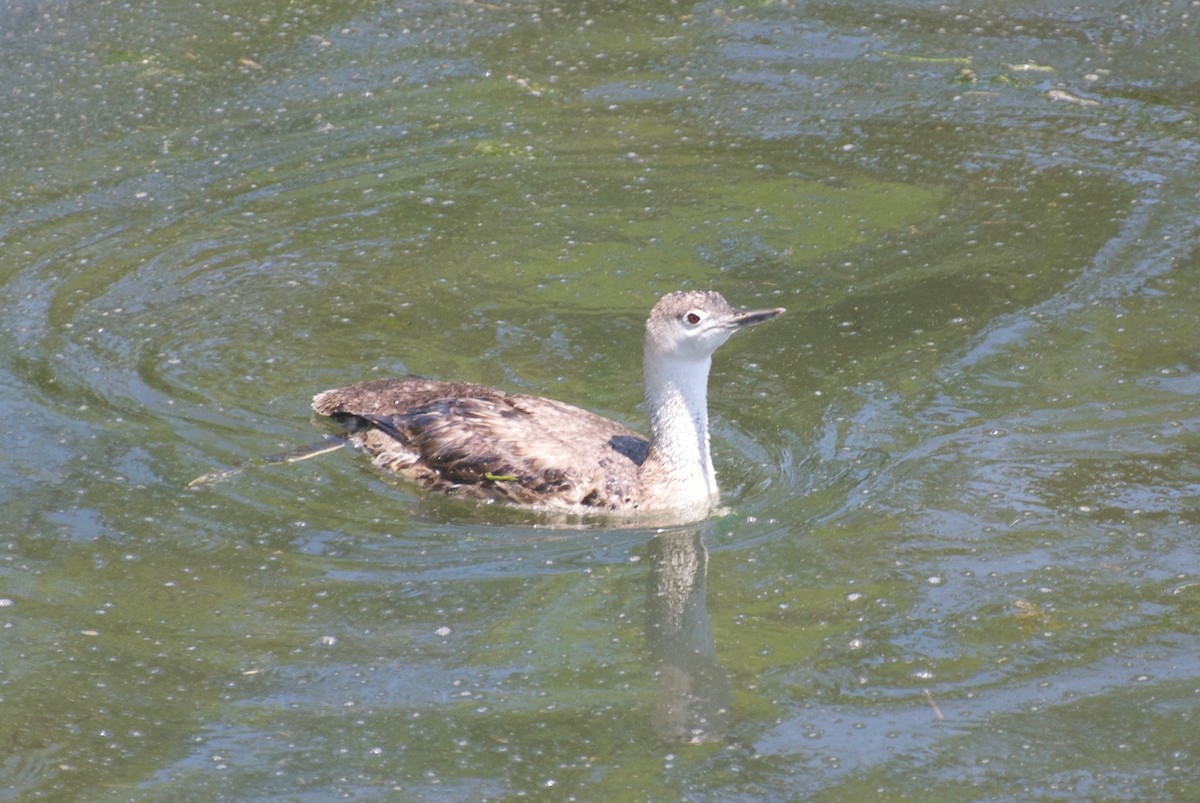 Red-throated Loon - ML58606621