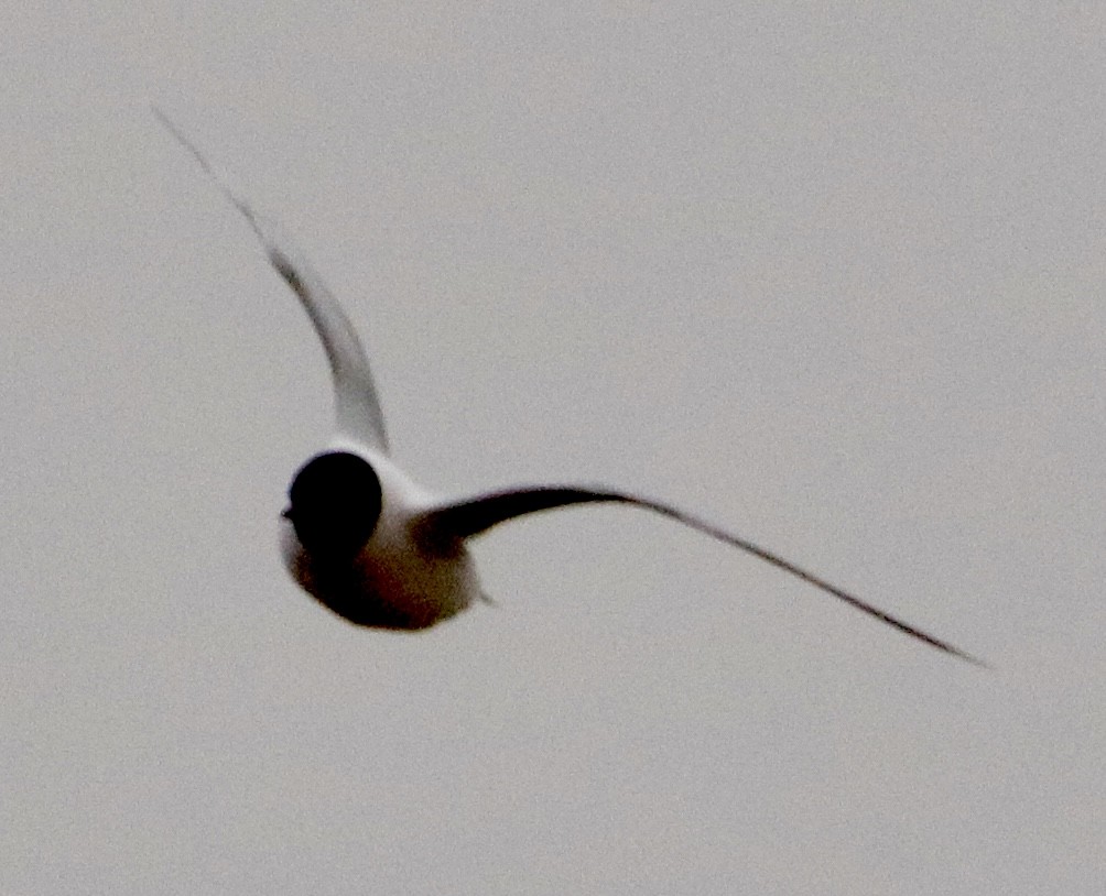 Little Gull - Jay & Judy Anderson