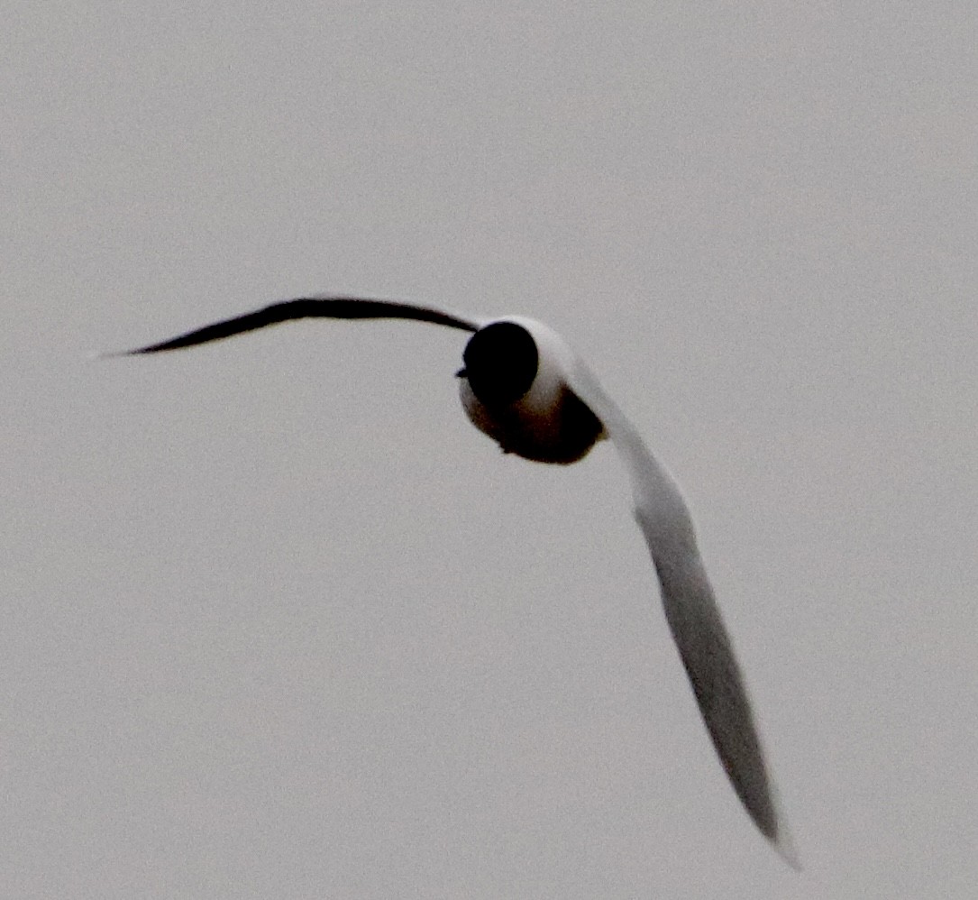 Little Gull - ML586066231