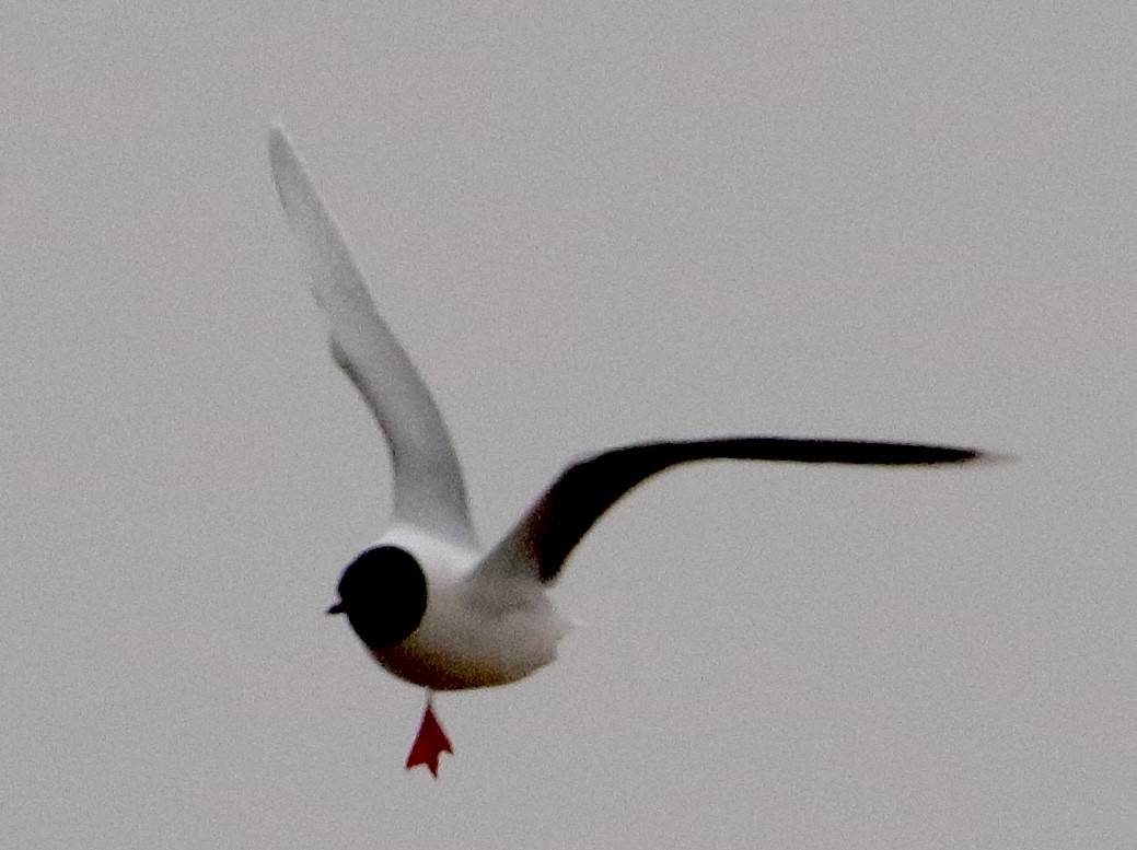 Little Gull - ML586066241