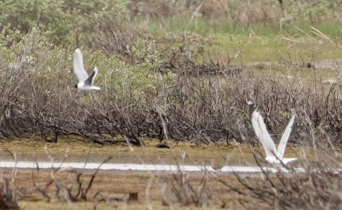 Little Gull - ML586066251