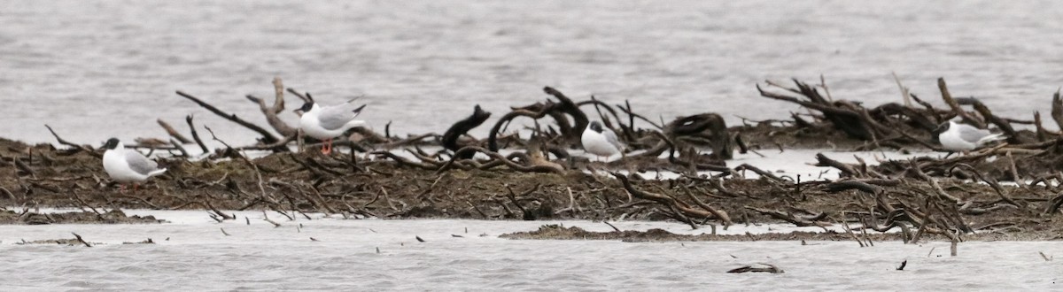 Little Gull - ML586066261