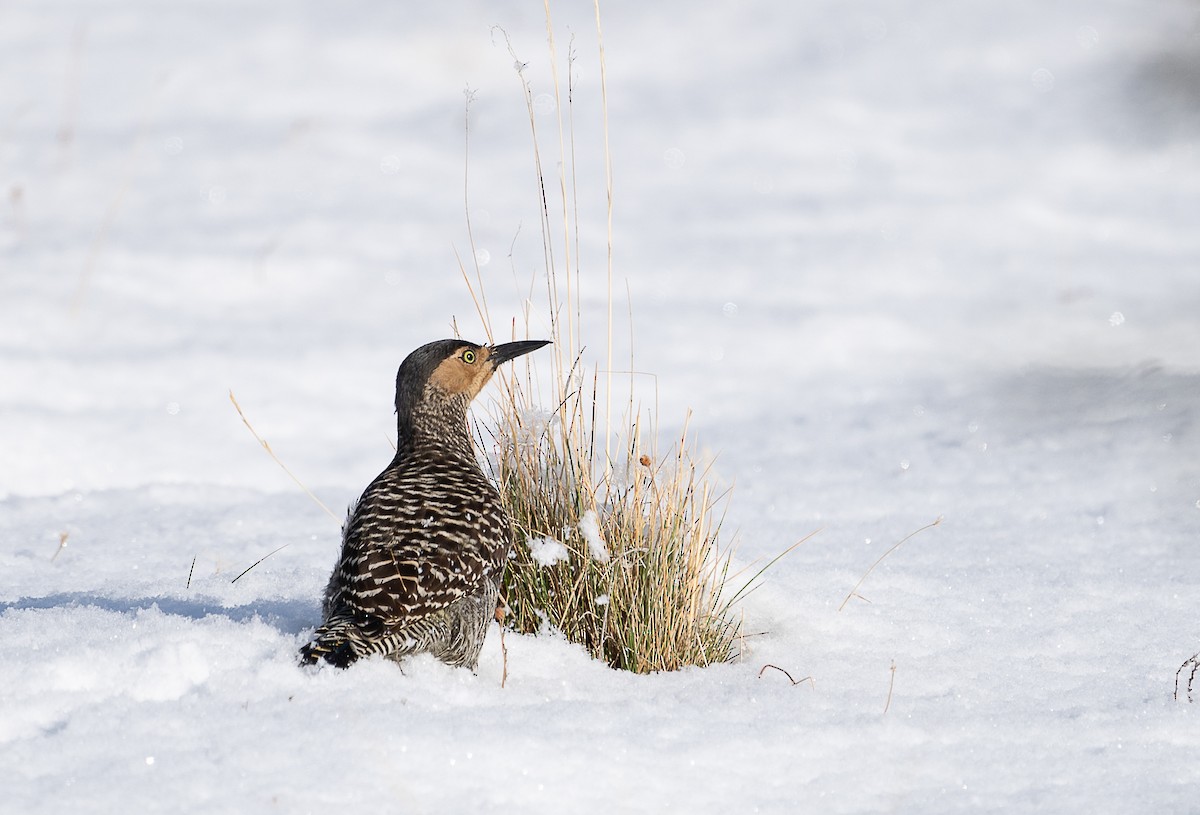 Chilean Flicker - ML586066921