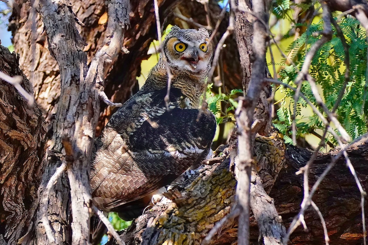 Great Horned Owl - ML586067761
