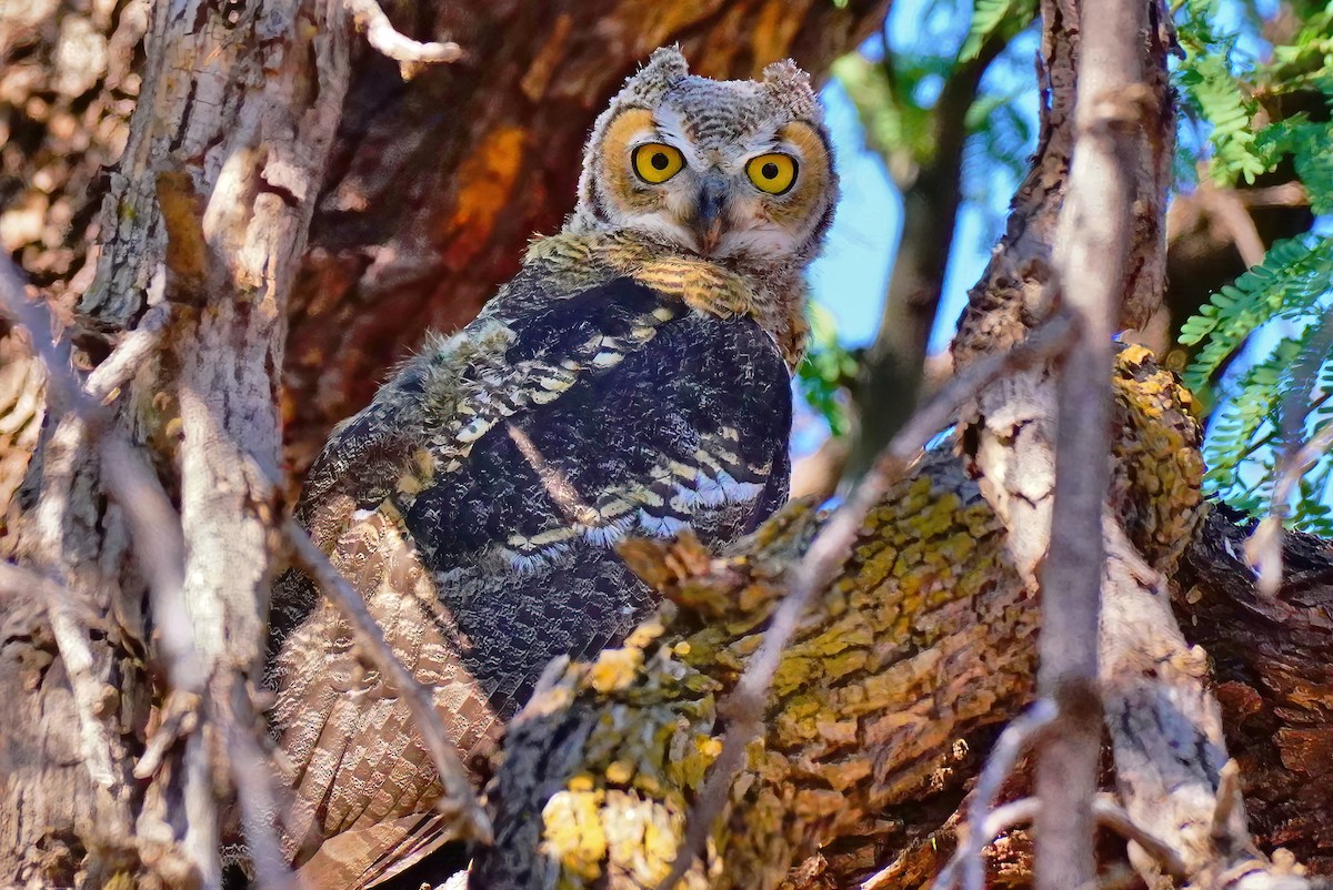 Great Horned Owl - ML586067771