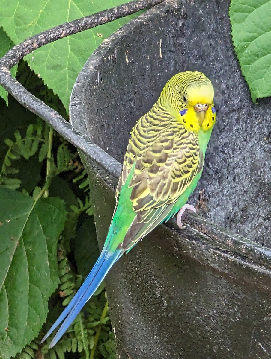 Budgerigar (Domestic type) - ML586067821