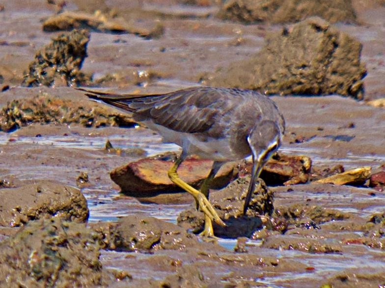 Gray-tailed Tattler - Rob Worona