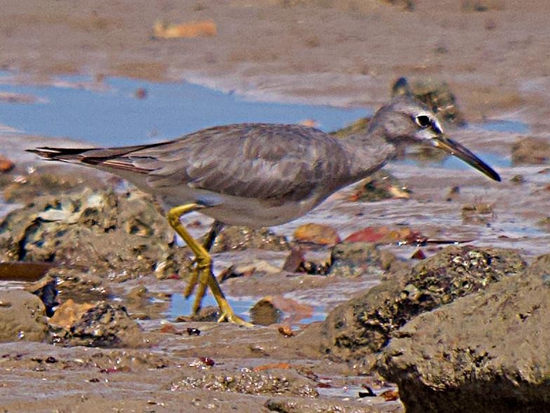 Gray-tailed Tattler - Rob Worona