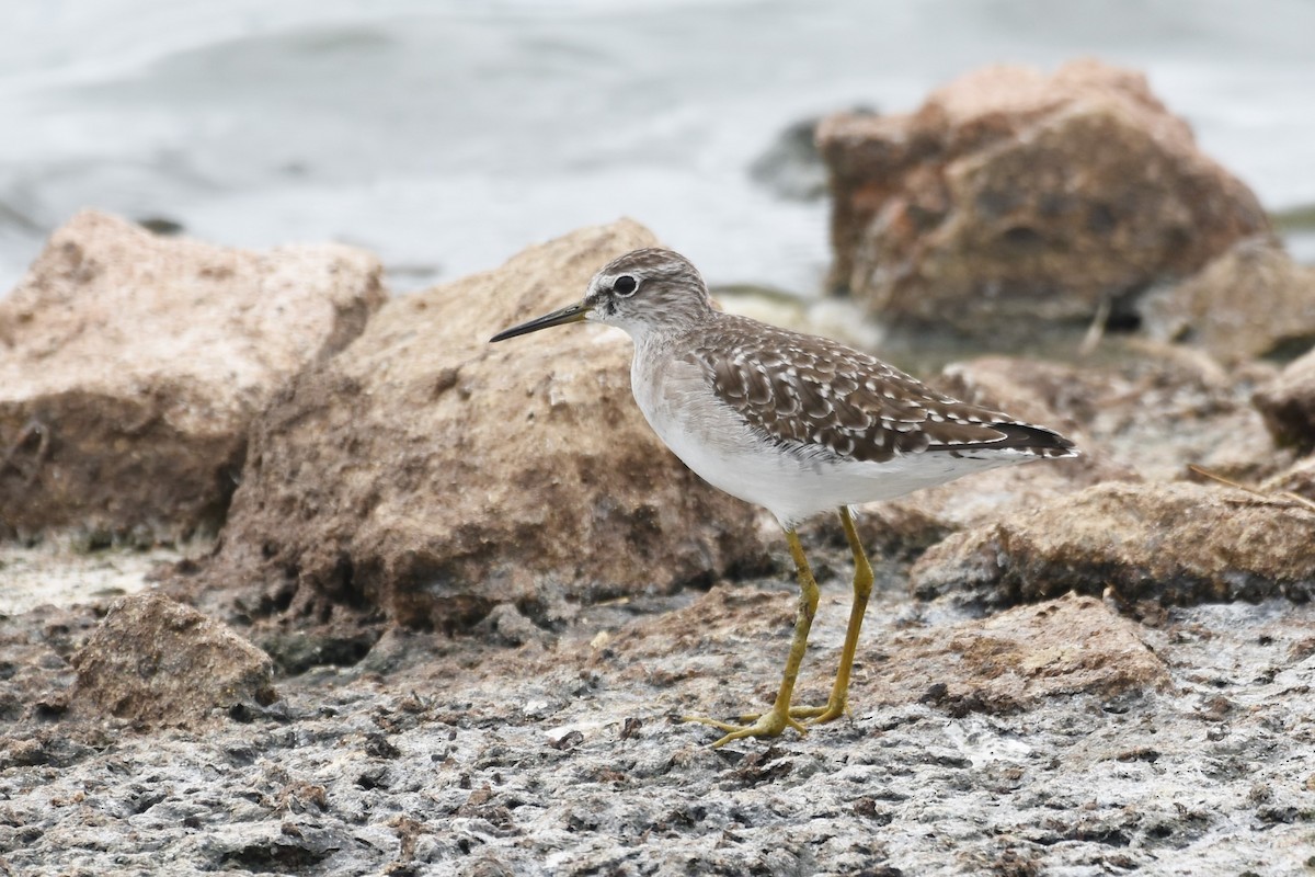 Wood Sandpiper - ML586068111