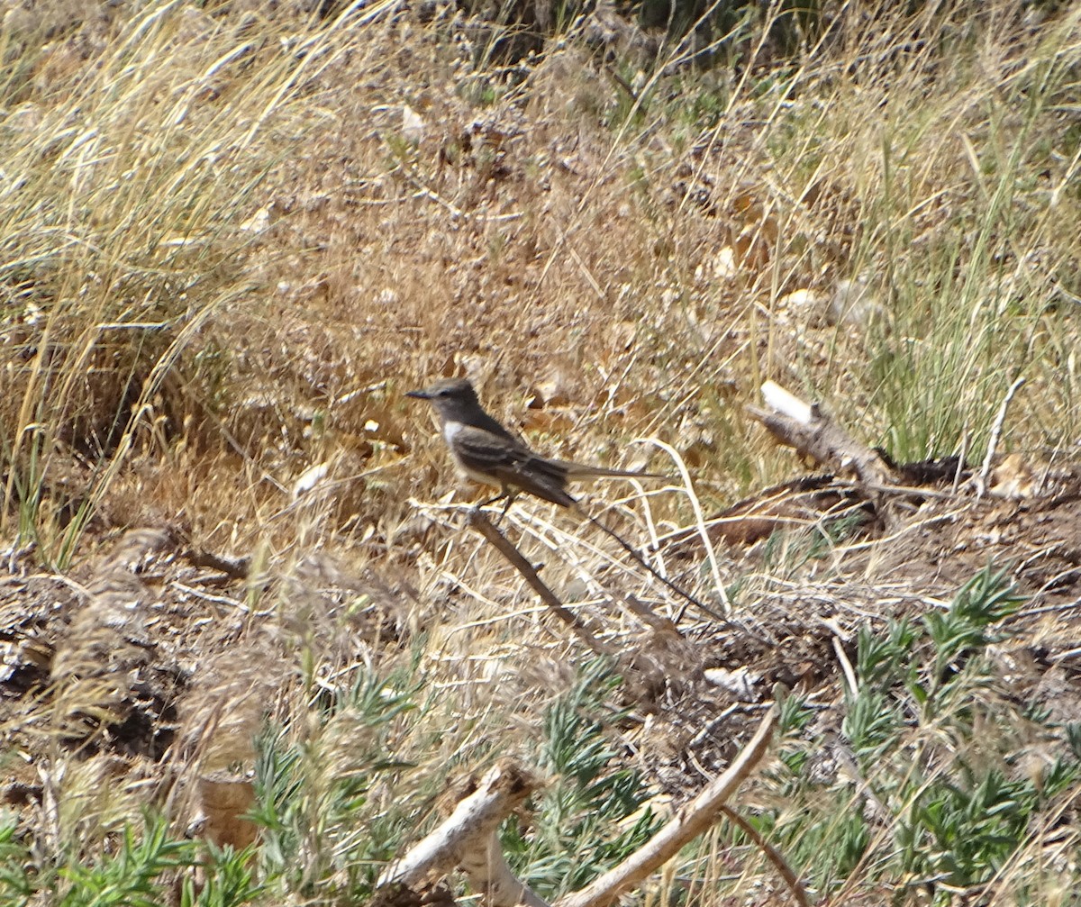 Ash-throated Flycatcher - ML586068331