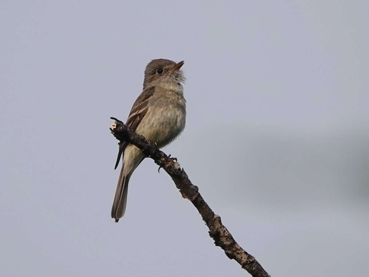 Dusky Flycatcher - ML586068521