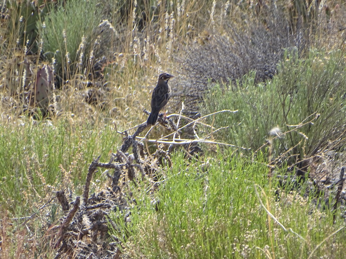 Lark Sparrow - ML586068631