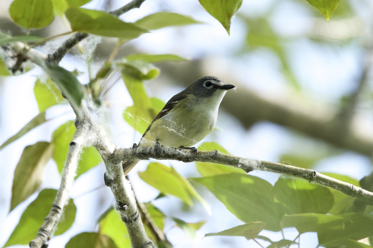 Blue-headed Vireo - ML586068841