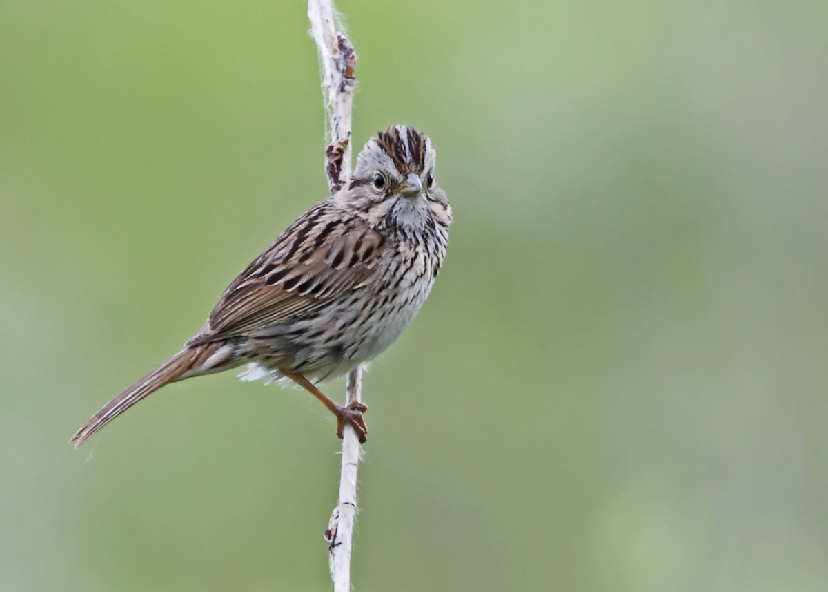 Lincoln's Sparrow - ML586069471
