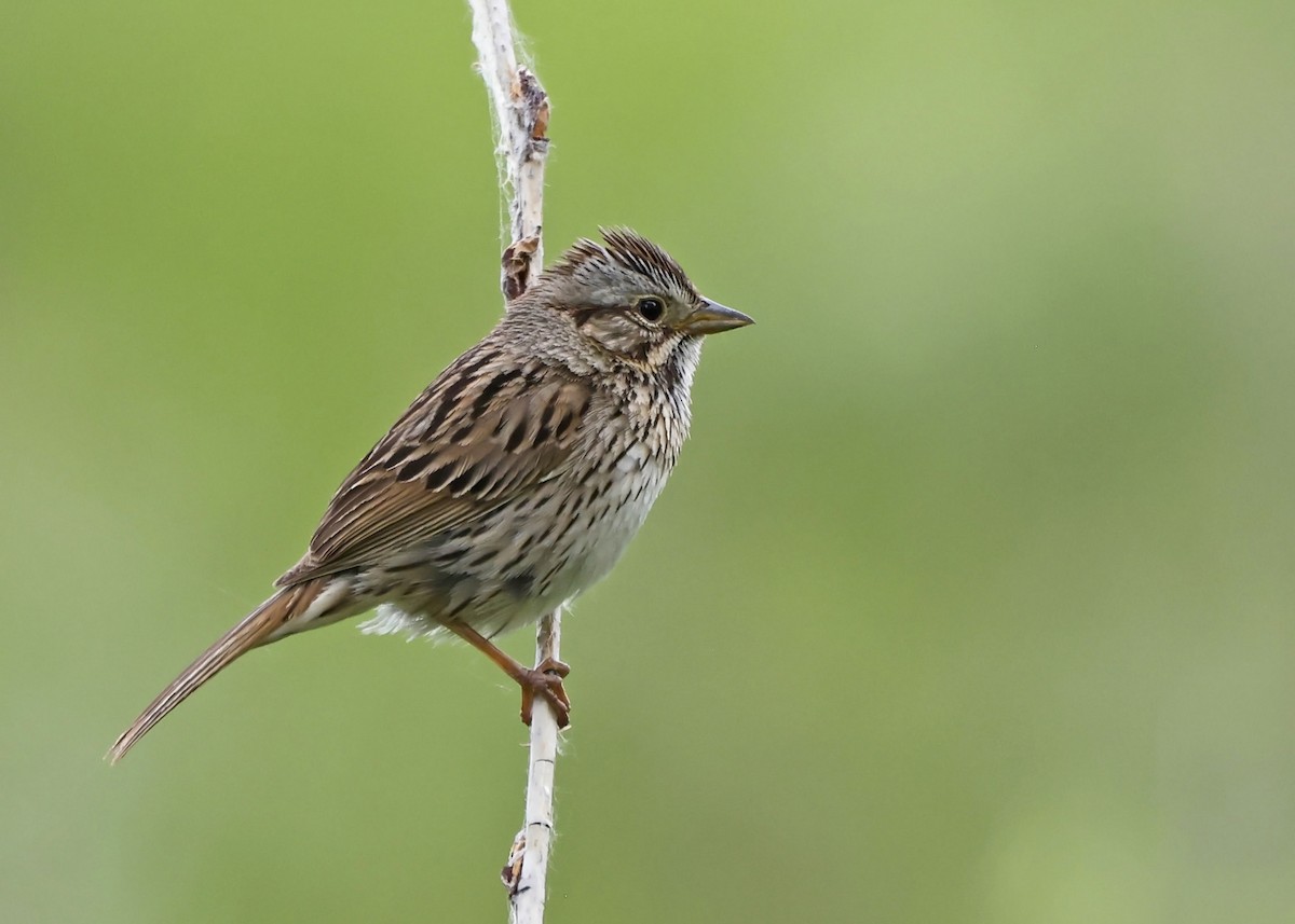 Lincoln's Sparrow - ML586069481