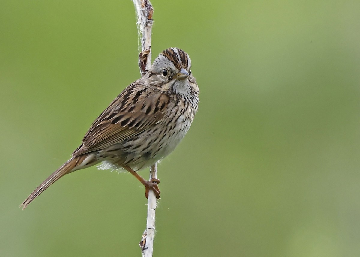 Lincoln's Sparrow - ML586069491