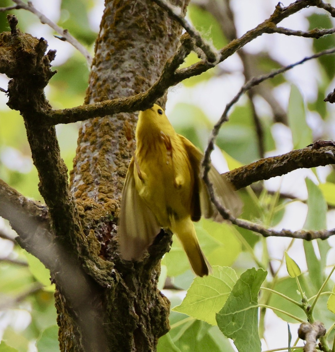 Paruline jaune - ML586070061