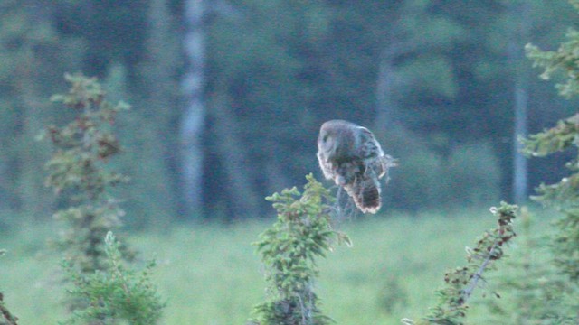 Great Gray Owl - ML586070221