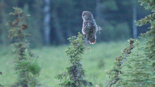 Great Gray Owl - ML586070261