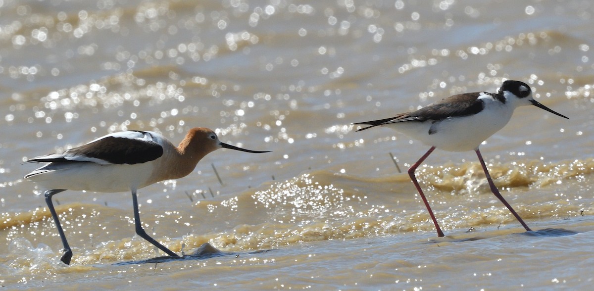 American Avocet - ML586070331