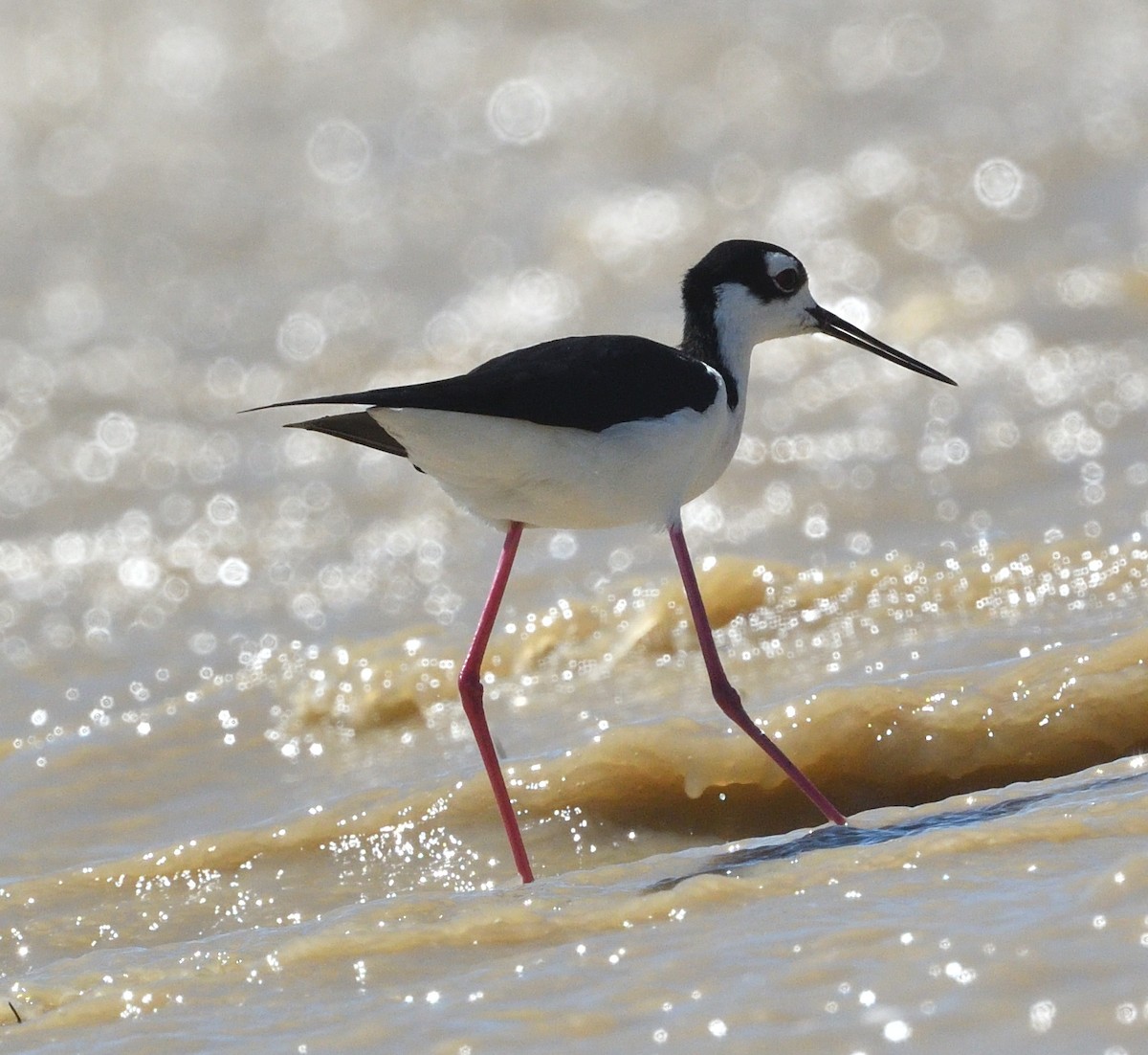 Black-necked Stilt - ML586070381