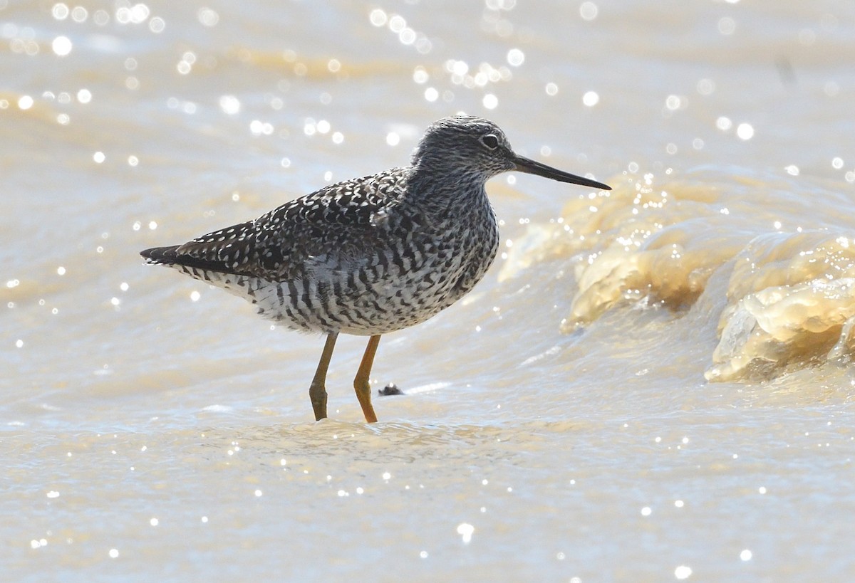 Greater Yellowlegs - ML586070421