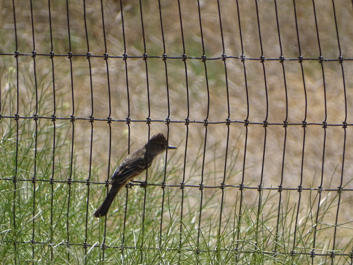 Ash-throated Flycatcher - ML586070471