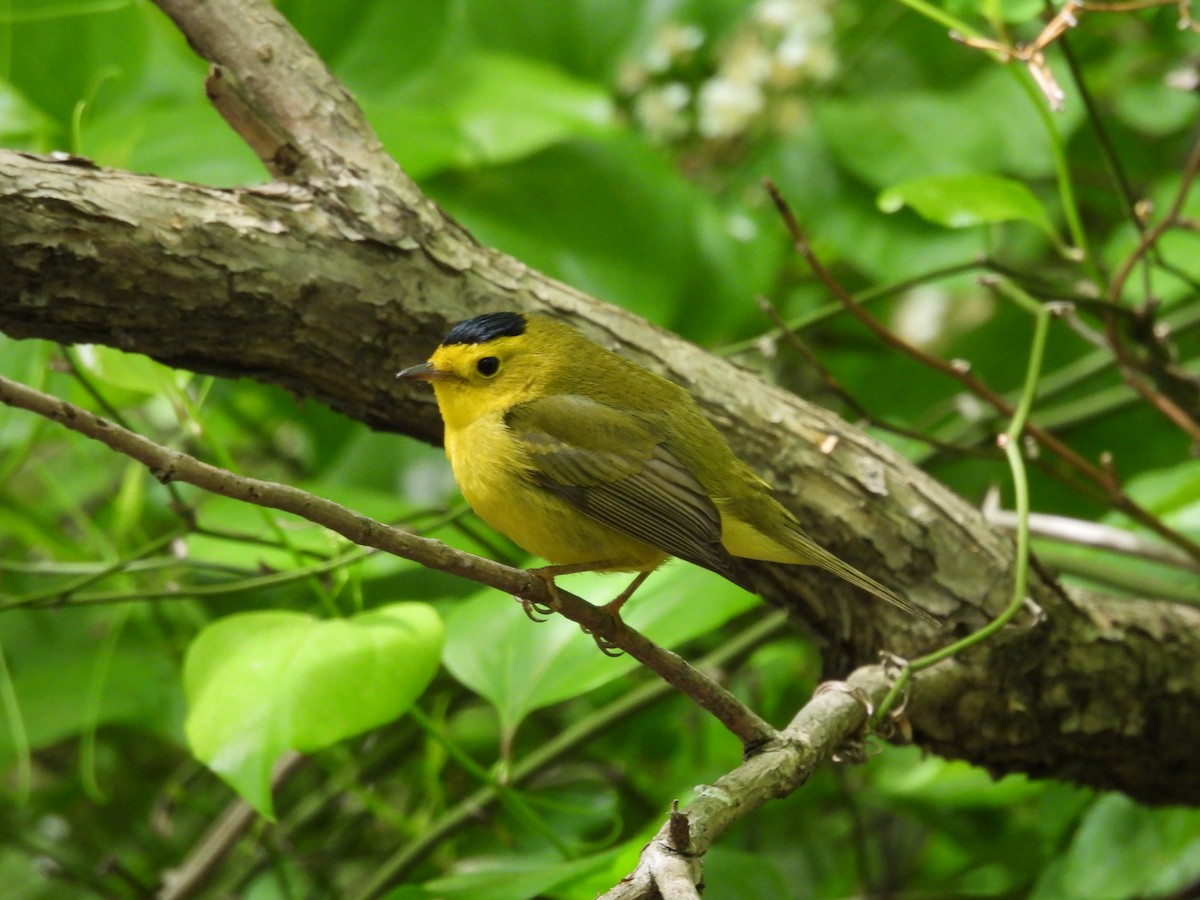 Wilson's Warbler - ML586070501
