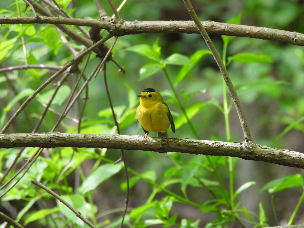 Wilson's Warbler - ML586070521
