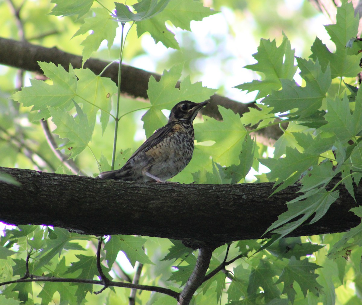 American Robin - ML586070561