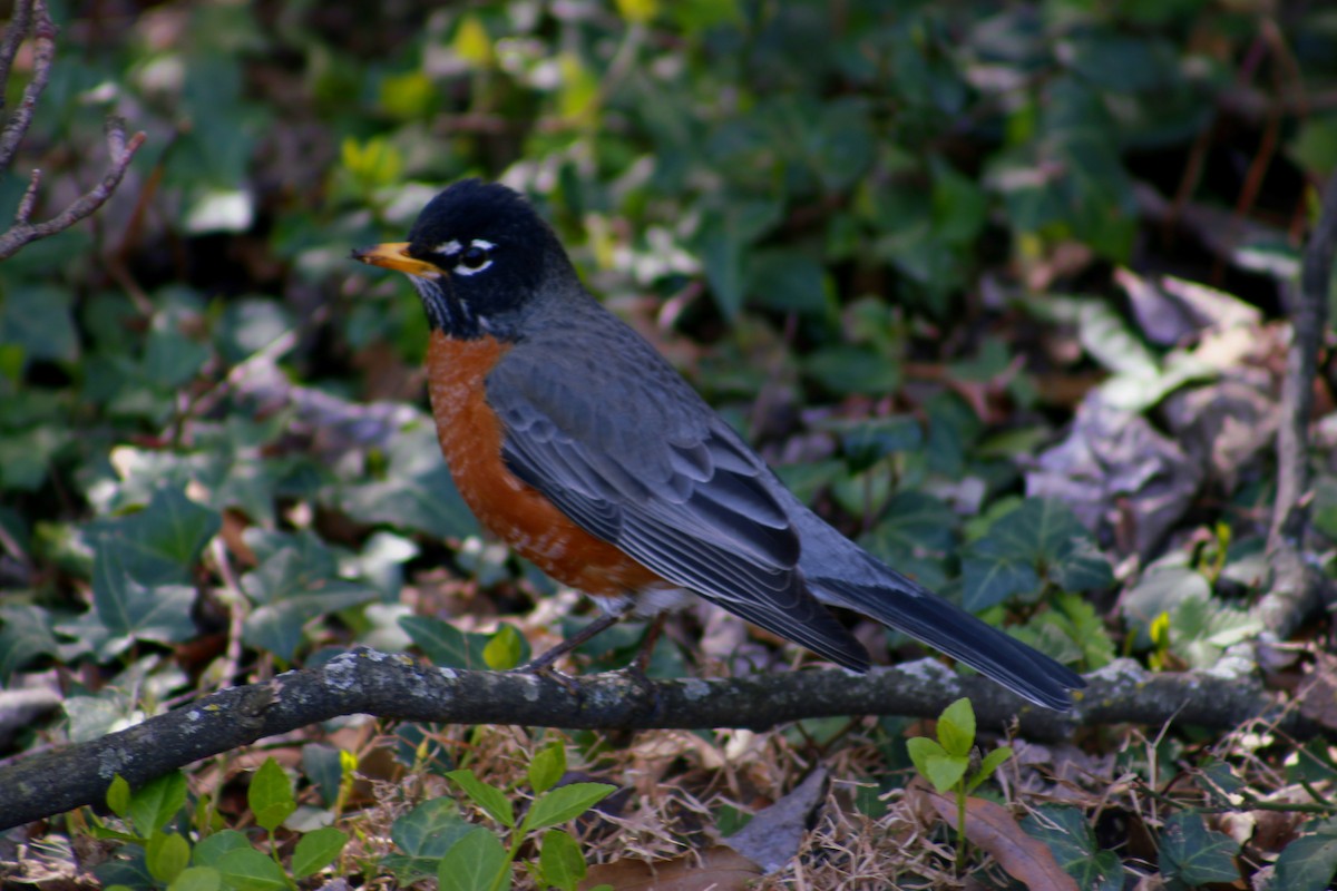 American Robin - ML586070571