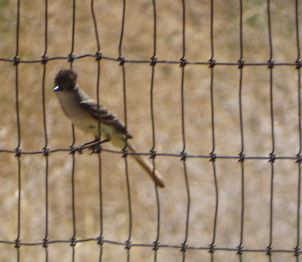 Ash-throated Flycatcher - ML586070651